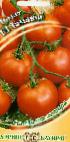 kuva tomaatit laji Gamayun F1