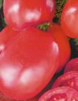 Foto Tomaten klasse Sakharnyjj Gigant