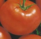 Photo des tomates l'espèce Shhelkovskijj rannijj