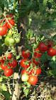 Foto Los tomates variedad Nektar F1 