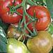 Foto Los tomates variedad Platus F1