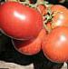 Foto Los tomates variedad Chimgan F1