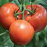 kuva tomaatit laji Parntjor Semko F1