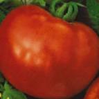 Foto Los tomates variedad Irishka F1