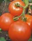 Photo des tomates l'espèce Yabloki na snegu (S.O.)