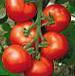Photo Tomatoes grade Druzhok F1