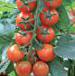 Foto Los tomates variedad Cherri Mio F1