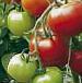 Photo Tomatoes grade Celsus F1