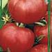Photo des tomates l'espèce Posejjdon F1