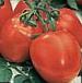 Photo Tomatoes grade Vunderkind F1