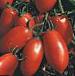 Photo des tomates l'espèce Kalroma F1