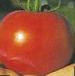 Photo des tomates l'espèce Tolstyachok F1