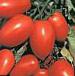 Photo des tomates l'espèce Semko 101 F1