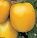 Photo Tomatoes grade Solnechnyjj Dar F1