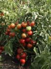 kuva tomaatit laji Letnijj sad F1 (selekciya Myazinojj L.A.)