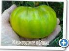 Foto Los tomates variedad Izumrudnoe yabloko