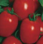 foto I pomodori la cultivar Sharada 