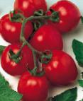 Photo des tomates l'espèce Dual ehrli F1