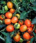 foto I pomodori la cultivar Duehl plyus F1