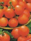 kuva tomaatit laji Lyuban