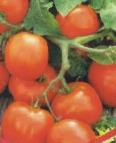 foto I pomodori la cultivar Uvalen