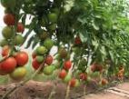 Photo des tomates l'espèce Ralli F1