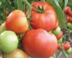 Photo des tomates l'espèce Abelyus F1