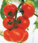 kuva tomaatit laji Kristall F1