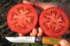 kuva tomaatit laji Petro F1