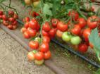 foto I pomodori la cultivar Monsan F1