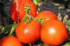 Photo Tomatoes grade Gektor F1 
