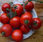 Foto Los tomates variedad Dzhampakt F1
