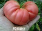 kuva tomaatit laji Arkashin