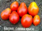 foto I pomodori la cultivar Brazilskaya slivka krasnaya 