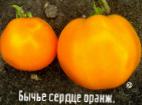 Foto Rajčice kultivar Byche serdce oranzhevoe