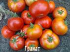 foto I pomodori la cultivar Granat