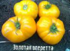Foto Los tomates variedad Zolotaya operetta 