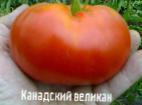 Foto Tomaten klasse Kanadskijj velikan 