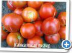 Photo Tomatoes grade Kavkazskaya liana 
