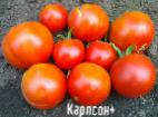 kuva tomaatit laji Karlson plyus 