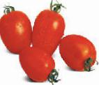 Photo des tomates l'espèce Galileya F1
