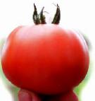 Photo Tomatoes grade Lenor F1