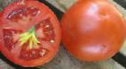 Photo Tomatoes grade Otranto F1