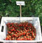 Photo des tomates l'espèce Somma F1
