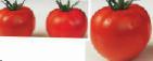Foto Los tomates variedad Shiva F1