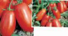 Foto Los tomates variedad Ulisse F1
