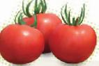 Foto Tomaten klasse Silueht F1
