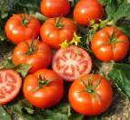 Photo des tomates l'espèce Ehlpida
