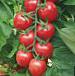 Foto Tomaten klasse Cherri Likopa F1