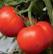 Photo des tomates l'espèce Isfara F1